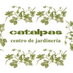 Catalpas