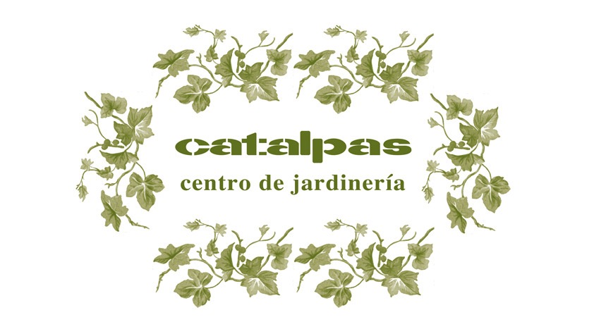 Catalpas