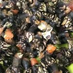 Mariscos Costa Norte